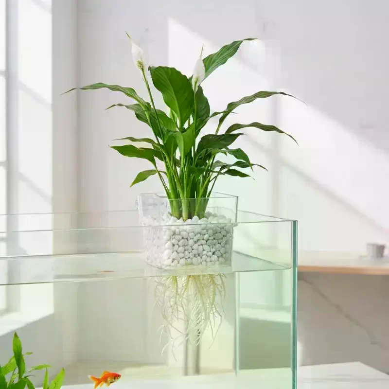 Fish Tank Aquatic Plant Cup 2  - Aquarium Plant Roots review and price