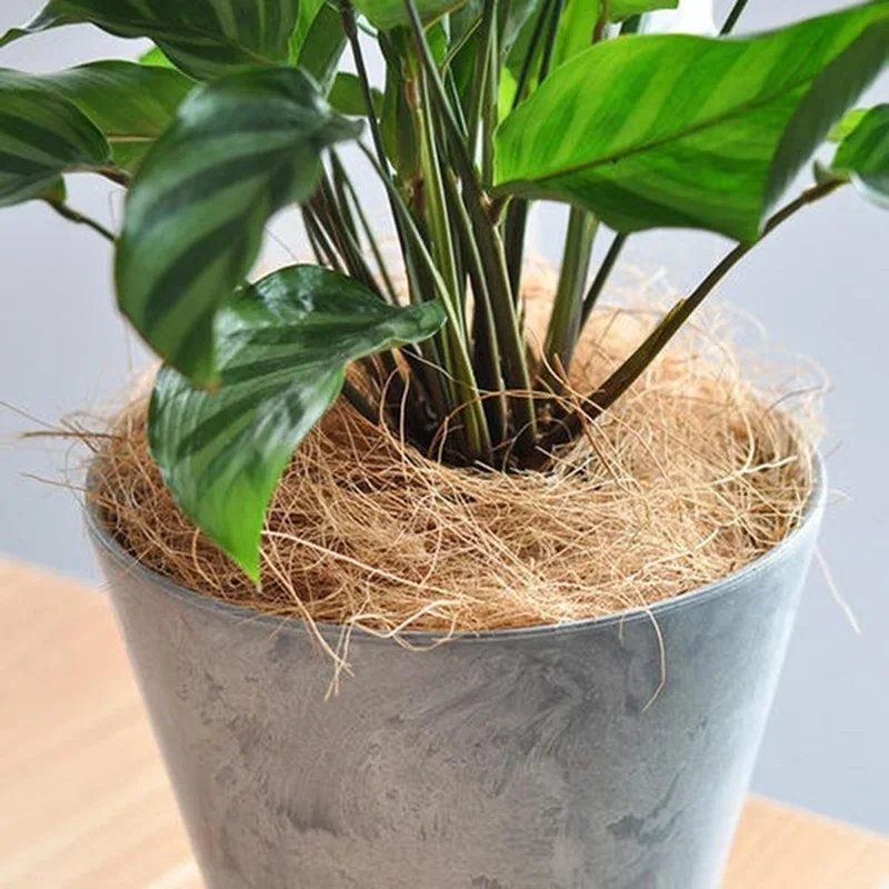 Natural Coconut Husk Fiber Flo - Tissue Culture Plant review and price