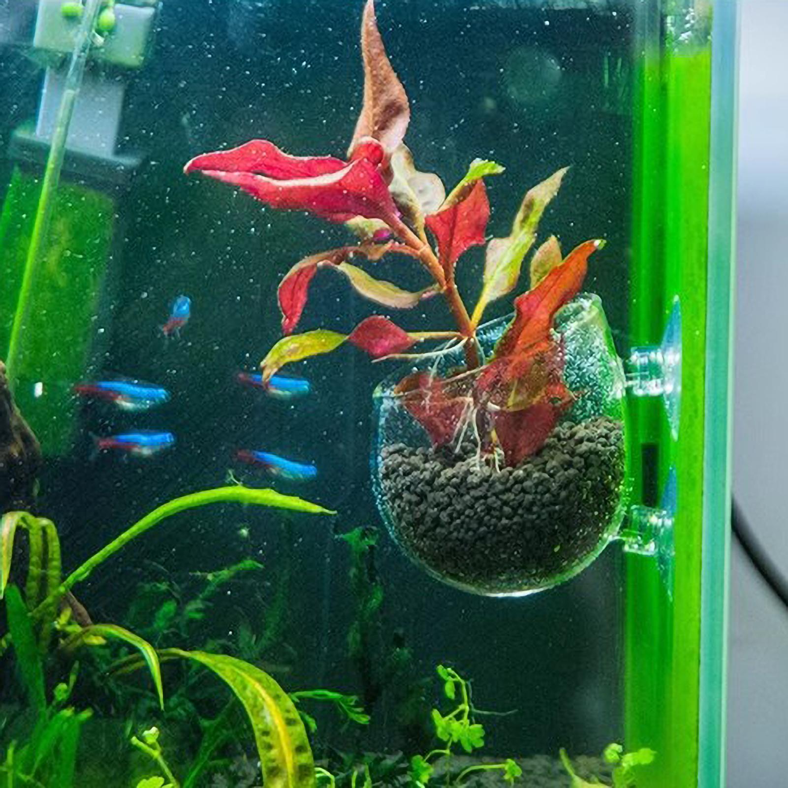Aquarium Plant Holder Glass Aq - Aquarium Planted Tank Substrate review and price