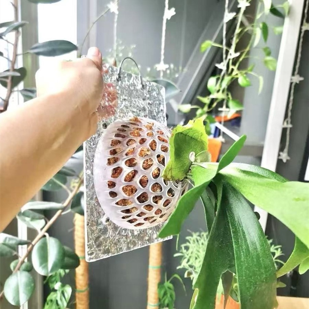 Hollowed Plants Soil Protector - Tissue Culture Plant review and price