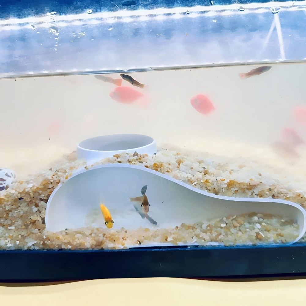 3D Printing Aquarium Tunnel Ca - Aquarium Planted Seeds review and price