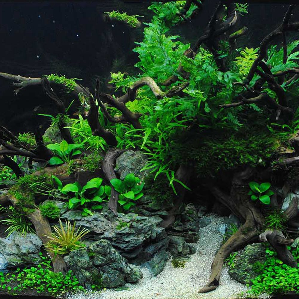 1 Pcs Wood Reptile Fish Tank O - Aquarium Plant Roots review and price