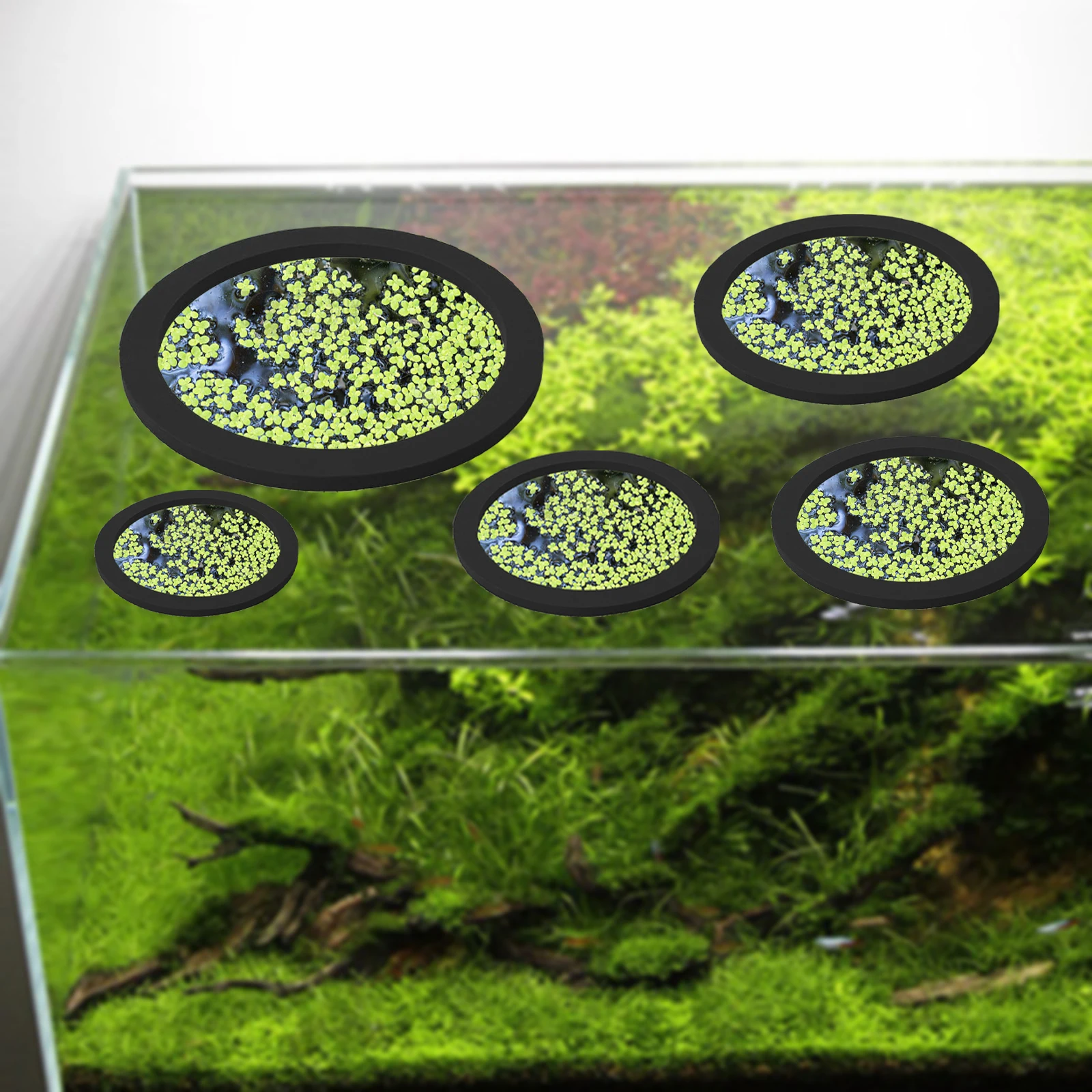 5Pcs EVA Fish Feeding Ring Aqu - Aquarium Planted Plants review and price