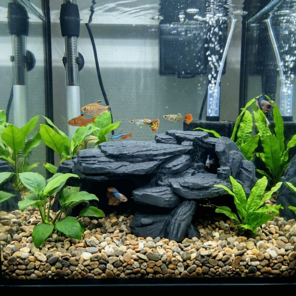 3D Printing Fish Tank Rockery  - Aquarium Planted Seeds review and price