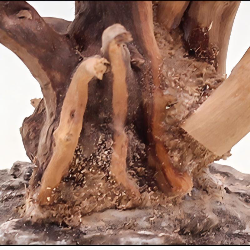 1PC Aquarium Landscaping Wood  - Aquarium Plant Roots review and price