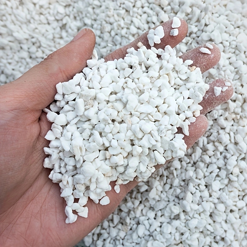 1 Pack of 3-6mm Horticultural  - Tissue Culture Plant review and price
