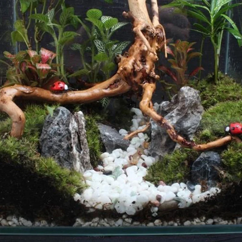Natural Tree Trunk Driftwood A - Planted Aquarium Making review and price