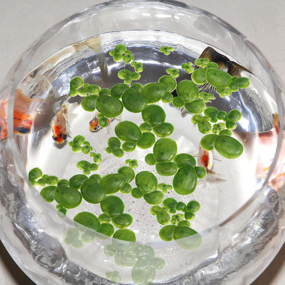 6Pack Artificial Floating Duck - Aquarium Plant Roots review and price